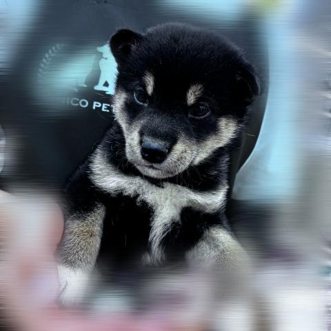 柴犬