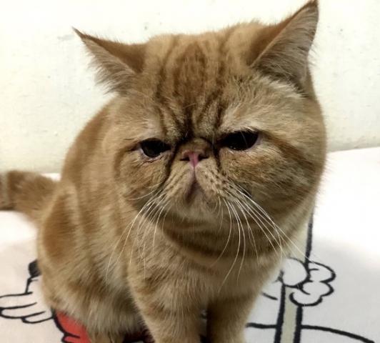 エキゾチックショートヘアー