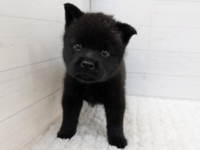 甲斐犬
