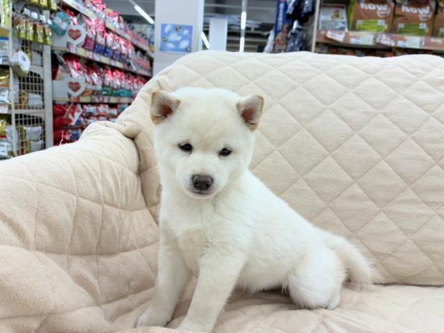 豆柴犬
