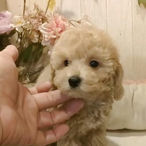 ティーカッププードル