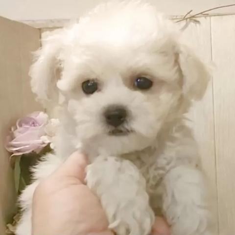 ビションフリーゼ