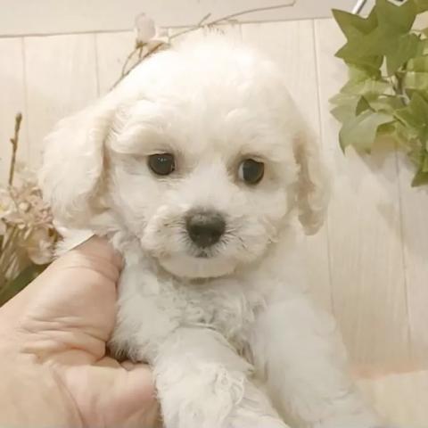 ビションフリーゼ