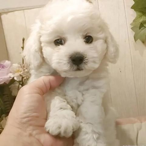 ビションフリーゼ