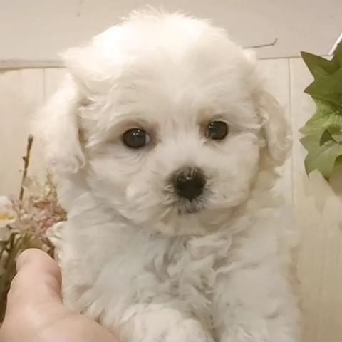 ビションフリーゼ