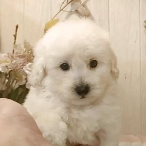 タイニープードル