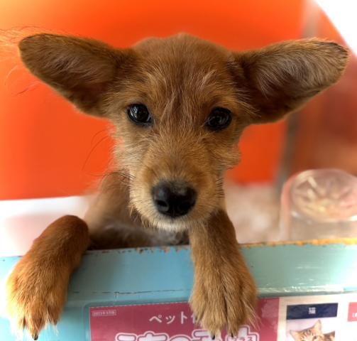 MIX🎃総額5万円🎃豆プーmix犬✨超レアなmix犬✨おトイレトレーニング済みの賢い子💕無駄吠えもしません💕素敵な飼い主さん募集中✨