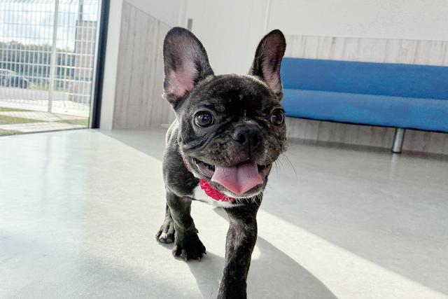フレンチブルドッグ