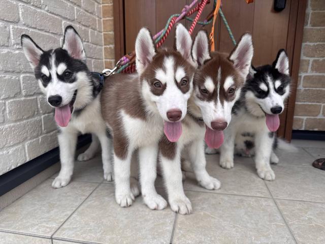 リアンブランシュ