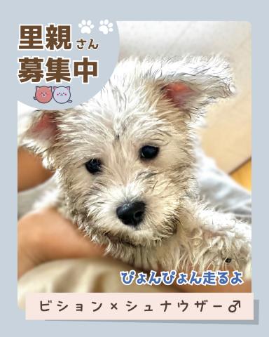 ビション×Mシュナ