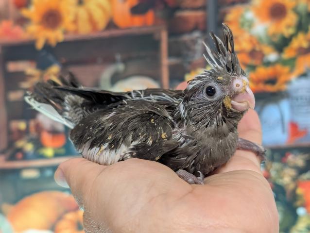 オカメインコ WFノーマル