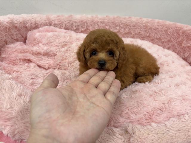 トイプードルタイニーサイズ~小ぶりトイサイズ予想