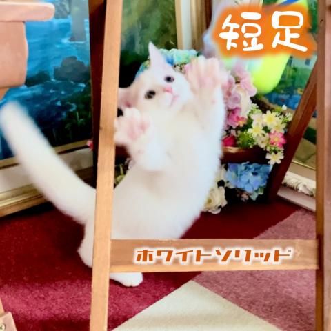 マンチカン×スコティッシュ（長足・立耳・短毛）