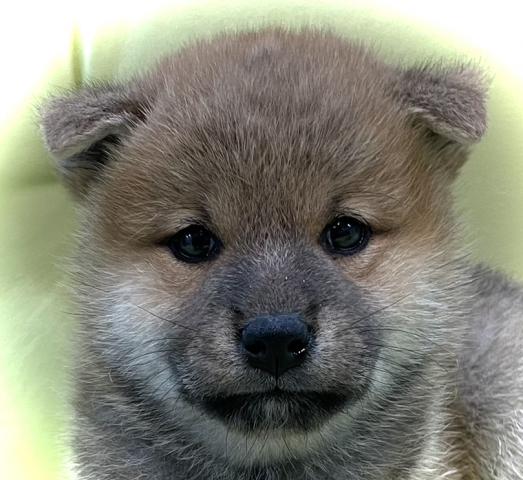 柴犬🎃総額13万🎃柴犬✨💕素敵な飼い主さん募集中✨