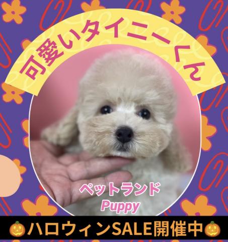 💕ペットランドPuppy💕ブリーダー直販店💕