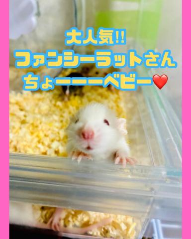 ファンシーラット ♪ハスキーラット ♪ ベビー ♪
