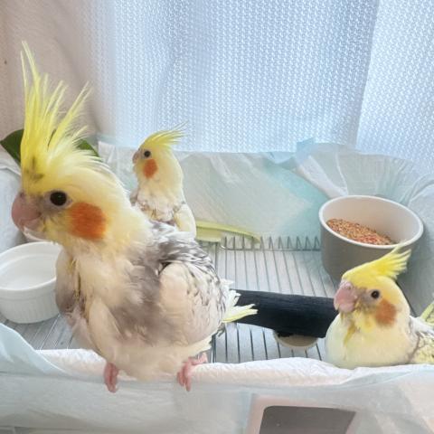 おかめいんこ