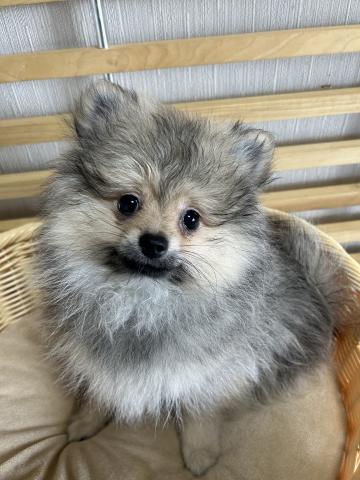 ポメラニアン