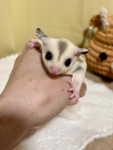 プラチナモザイク
