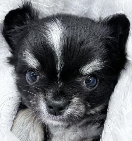 チワワ（ロングコート）