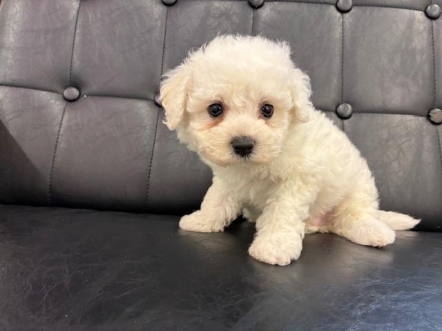 ビションフリーゼ