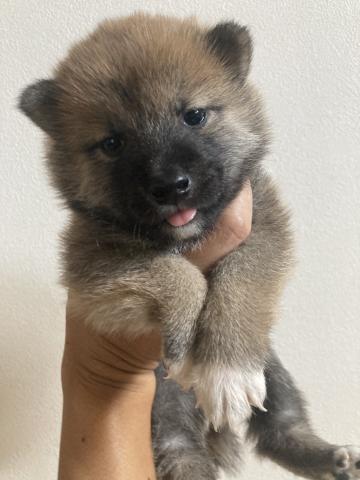 柴犬
