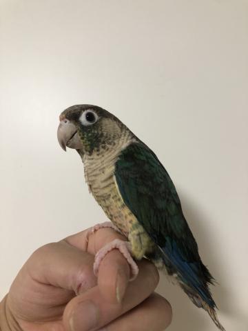 ホオミドリアカオウロコインコ（バイオレットinブルーワキコガネ）