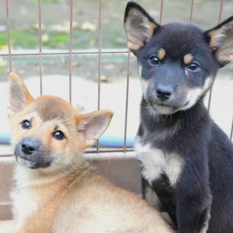 柴犬豆柴