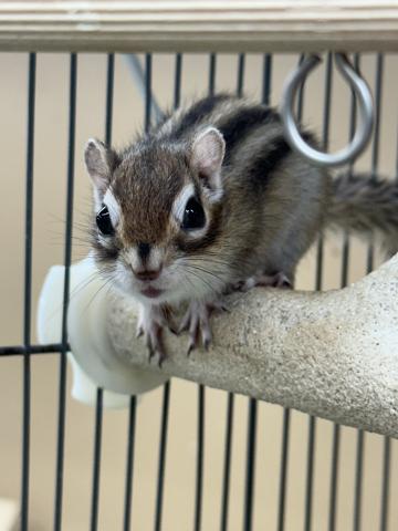 シマリス