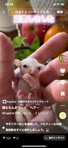 ストロベリー血統リューシュ