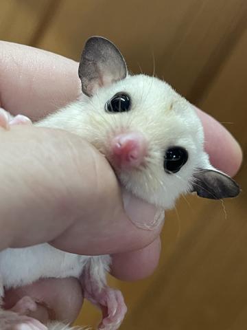 プラチナモザイク