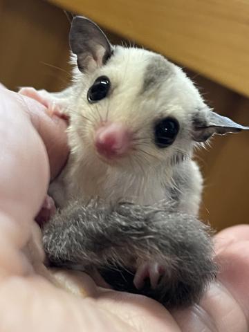 プラチナ