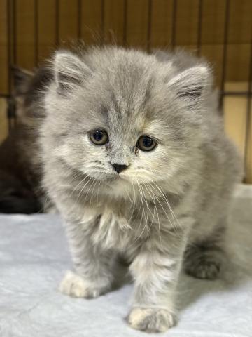 ブリティッシュロングヘア