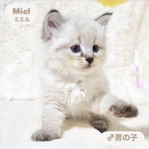 サイベリアン