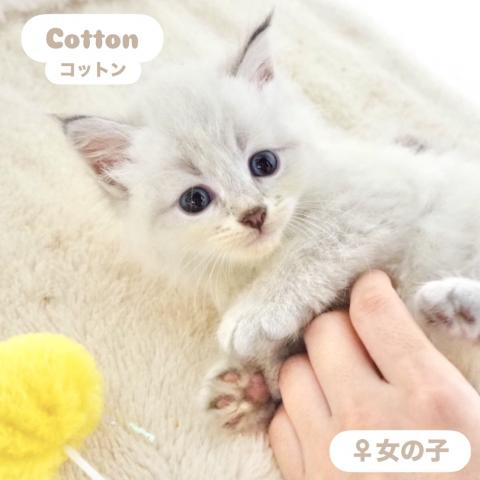 サイベリアン