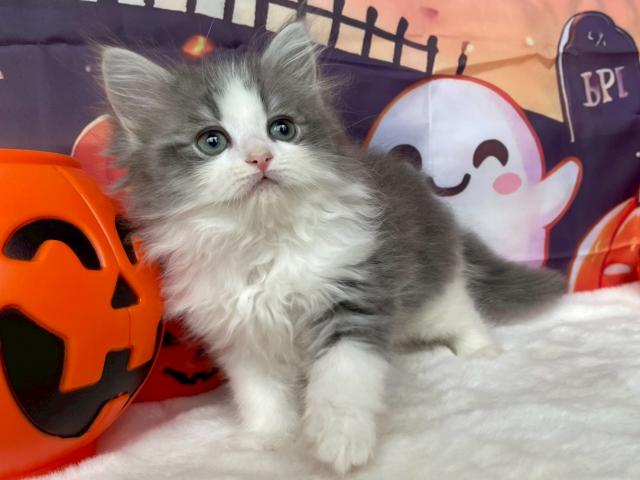サイベリアン🌙ぽん