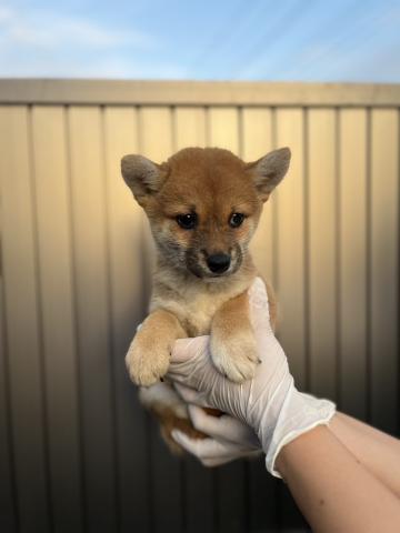 柴犬