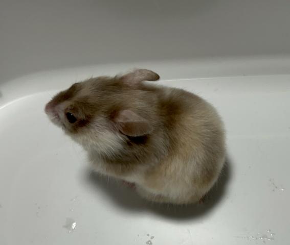 ダヴトリコサテン