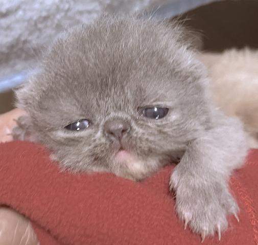 エキゾチックショートヘアー