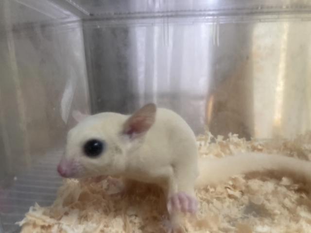 リューシpossアルビノクリミノ