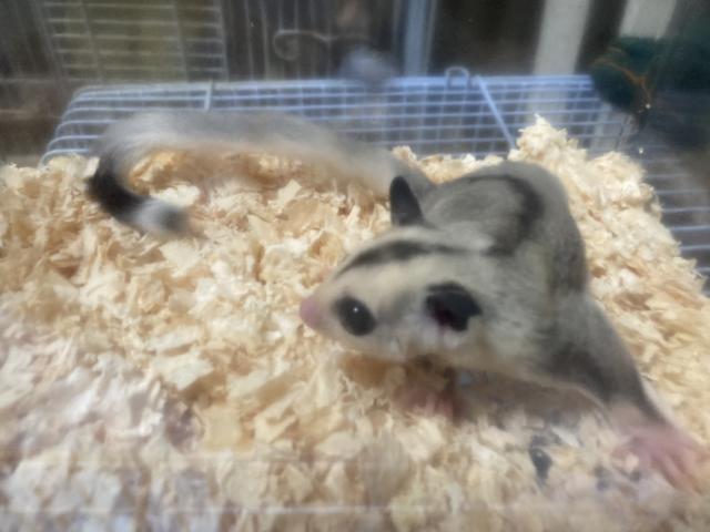 モザイクhtクリミノプラチナ