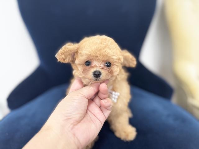 トイプードル