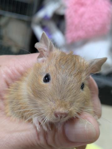 デグー　サンド♂♀