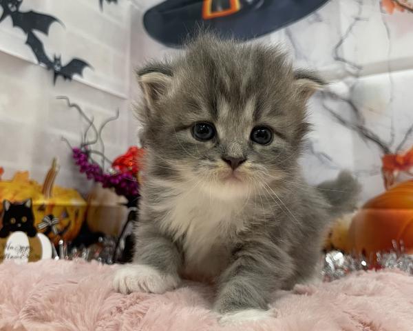 サイベリアン♡ピクシー