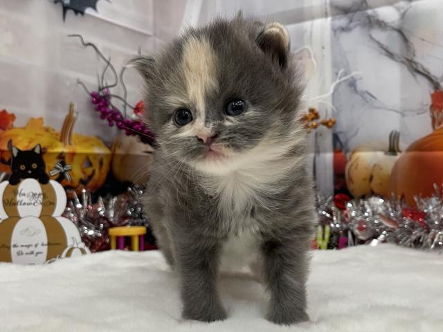 サイベリアン♡プーカ