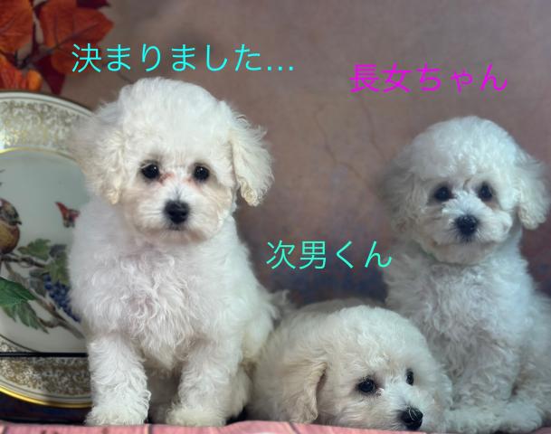 トイプードル
