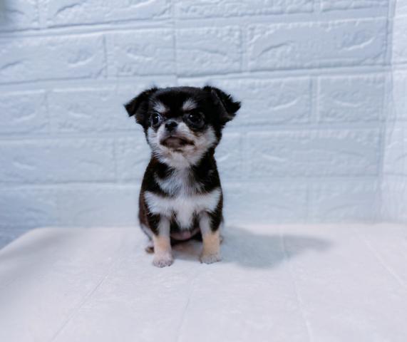 チワワ(ロングコート)