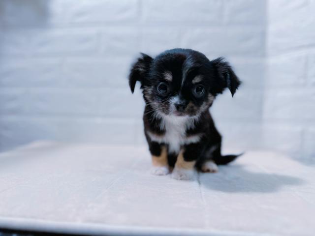 チワワ(ロングコート)