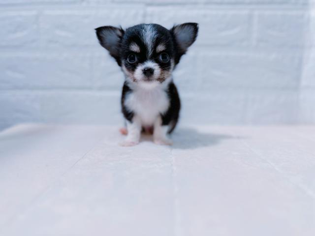 チワワ(ロングコート)