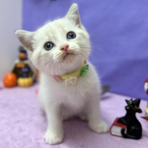 スコティッシュフォールド